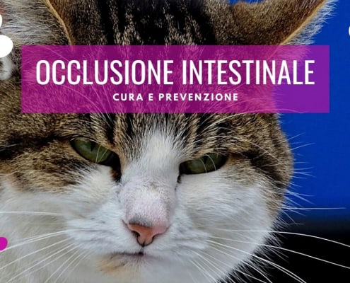 blocco intestinale gatto occlusione gastrointestinale cura prevenzione terapia sintomi