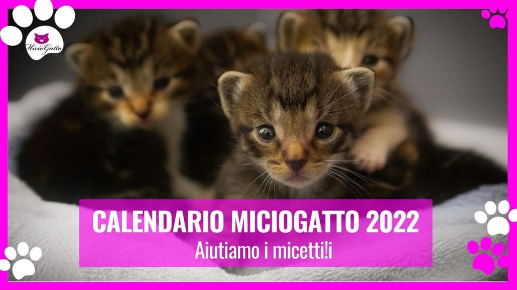 calendario-mciiogatto-2021-aiutiamo-i-micetti