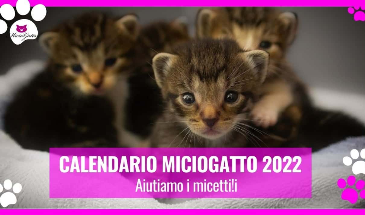 calendario-mciiogatto-2021-aiutiamo-i-micetti