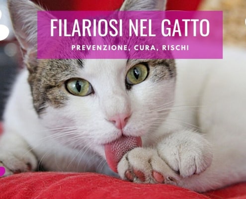 filaria gatto sintomi cura prevenzione