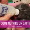 come nutrire un gattino piccolo appena nato latte in polvere biberon