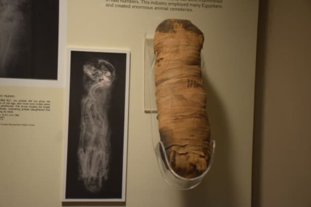 Gatto egiziano mummificato