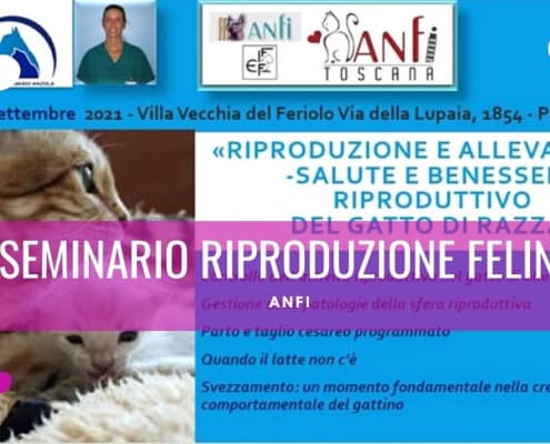 seminario riproduzione felina anfi settembre 2021