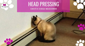 Head pressing nel gatto, che cosa significa?
