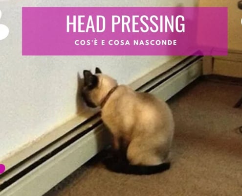 head pressing gatto sintomi problemi
