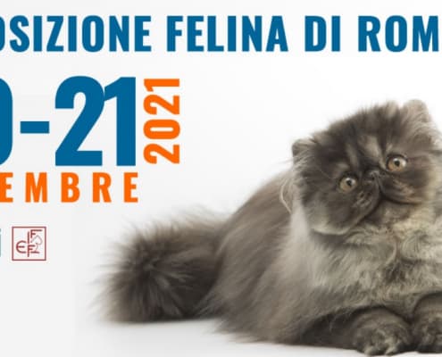 esposizione felina roma 2021