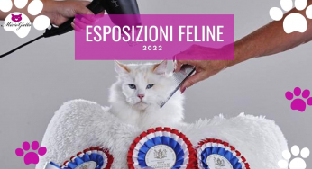 Esposizioni feline e mostre feline 2022 – Calendario Expo Feline