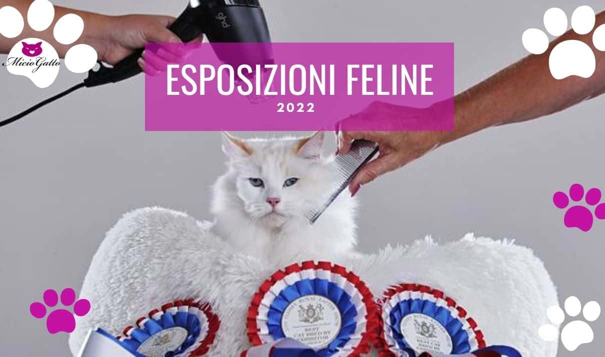 esposizioni e mostre feline 2022
