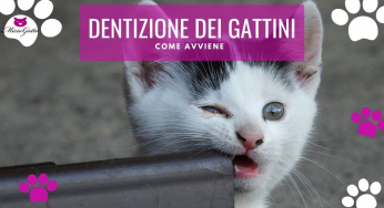 Dentizione nei gattini: nascita, denti da latte e caduta denti gattini