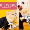 gatto vs cane migliore vincitore contro