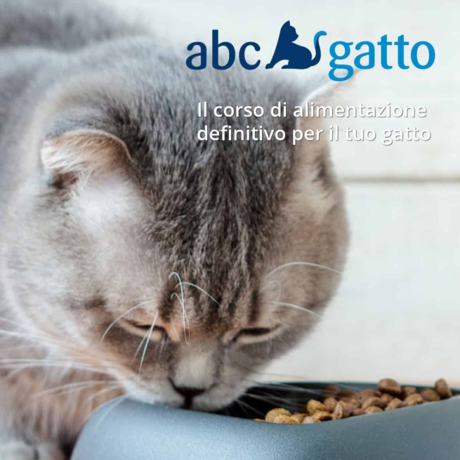 Corso alimentazione del gatto ABC gatto