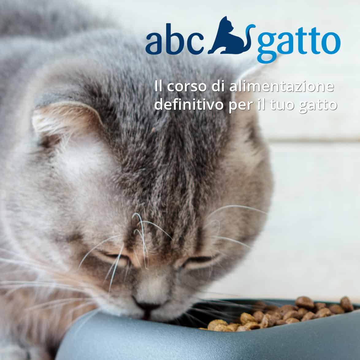 Corso alimentazione gatto
