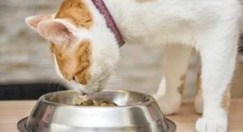 Alimentazione dei gatti: i cibi giusti, quelli da evitare e come scegliere prodotti di qualità