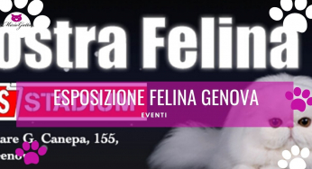 Expo felina Genova 2022 World Cats