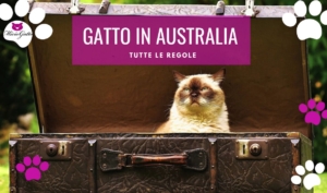 viaggiare con il gatto in australia regole