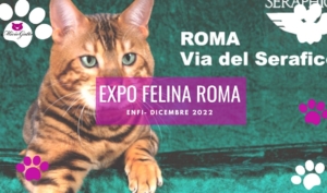 esposizione felina enfi roma 2022