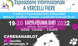 expo felina enfi vercelli novembre 2022