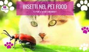 Crocchette agli insetti per gatti farine di insetti pet food