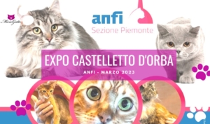 expo felina castelletto orba alessandria marzo 2023