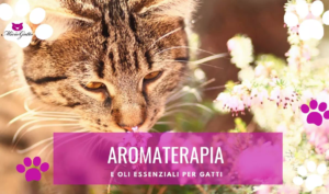 aromaterapia oli essenziali per gatti