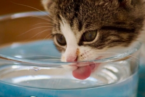 gatto non beve gatto beve poco