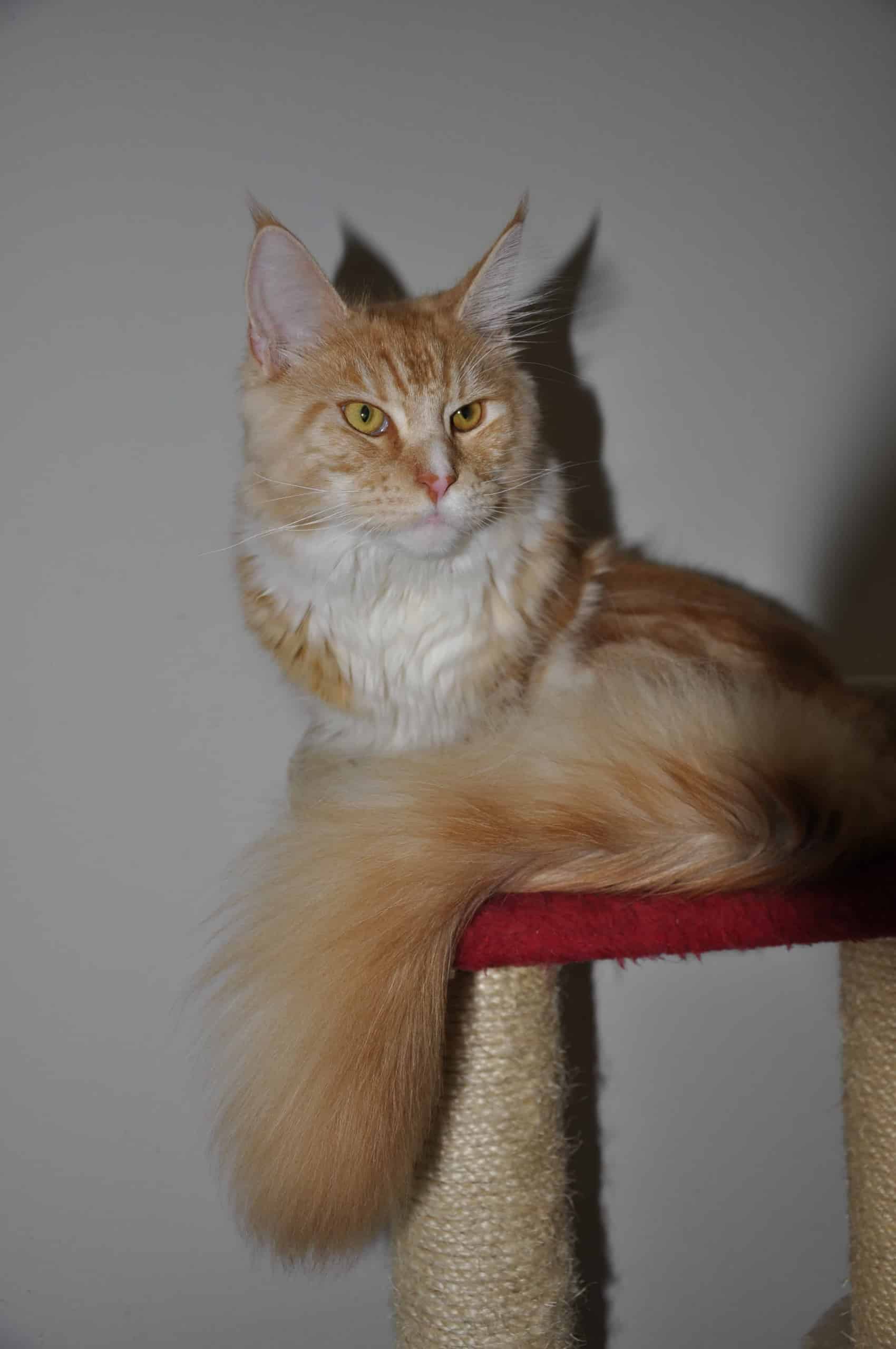 Un gatto maine coon di casa, adottato da un mio amico Un gatto maine coon di casa, adottato da un mio amico