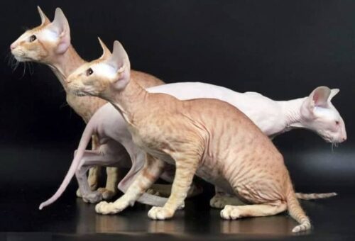 gatto Peterbald