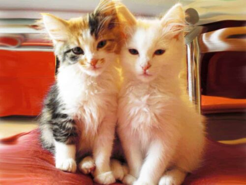 Perchè NON regalare un gatto a Natale...