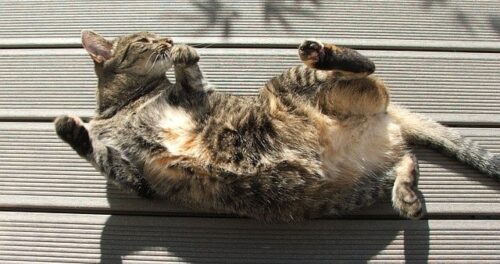 gatto europeo: carattere caratterisitiche