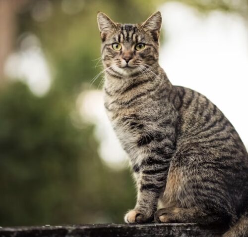 gatto soriano o meticcio