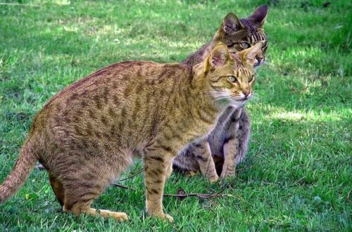 Gatto Ocicat