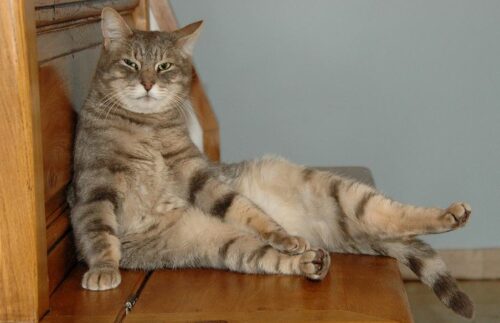 Link foto gatti divertenti