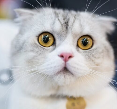 associazioni feline italiane