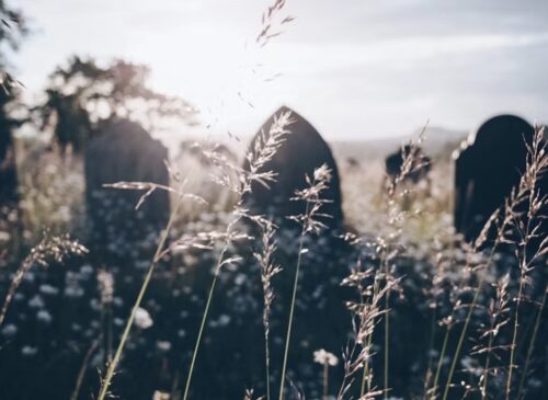 cimitero per animali