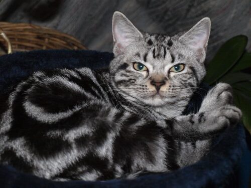 American shorthair blotched tabby