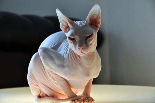 Gatto Don Sphynx