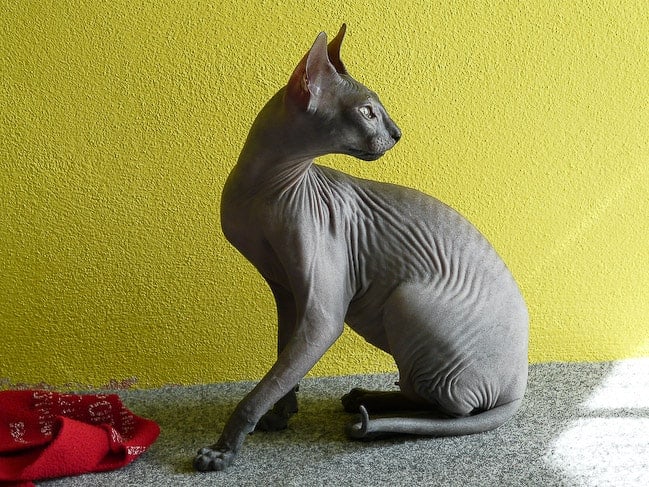 Sphynx nero, uno dei gatti senza pelo nero