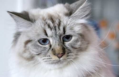 gatto neva masquerade