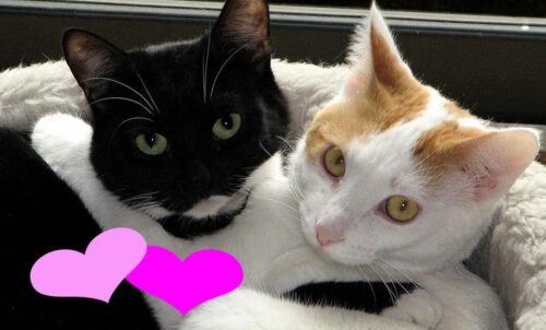 Idee regalo San Valentino tema gatto