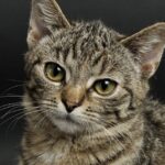 fiv gatto hiv felina