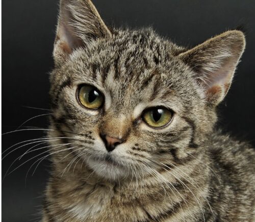 fiv gatto hiv felina