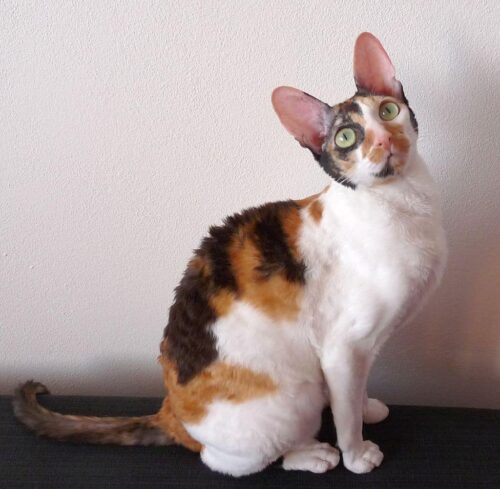 cornish rex