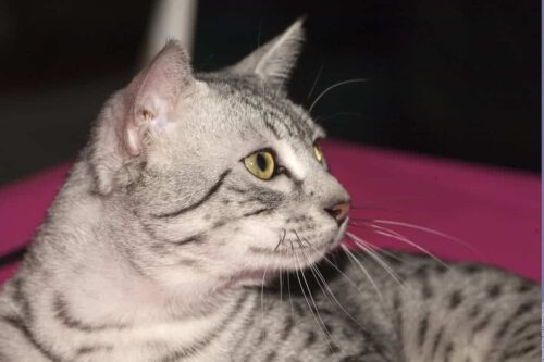 Egyptian mau