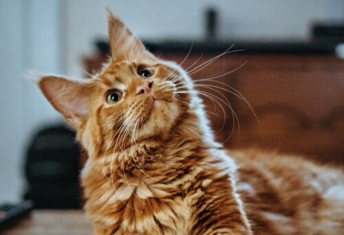 gatto che guarda nel vuoto