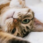 sterilizzazione gatta