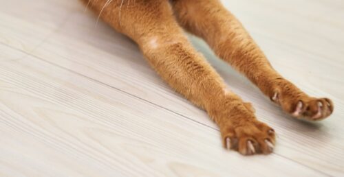 malattia da graffio del gatto