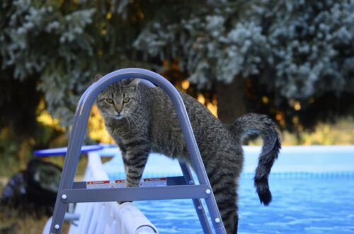 i gatti odiano acqua