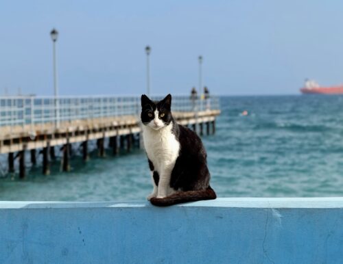 portare il gatto in vacanza