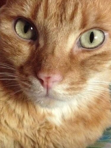 Melfo, il coraggio di un gattino