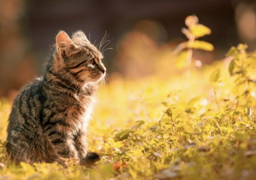 ho trovato un gattino abbandonato